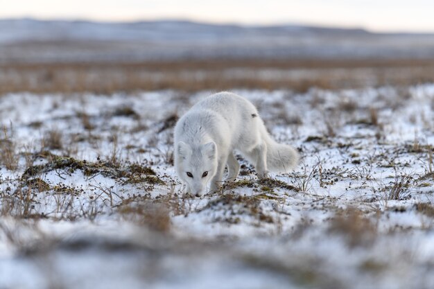 Renard arctique en hiver dans la toundra sibérienne