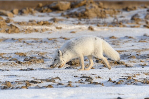 Renard arctique en hiver dans la toundra sibérienne