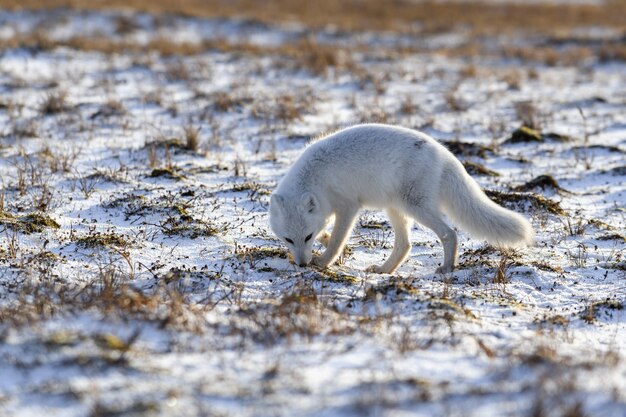 Renard arctique en hiver dans la toundra sibérienne