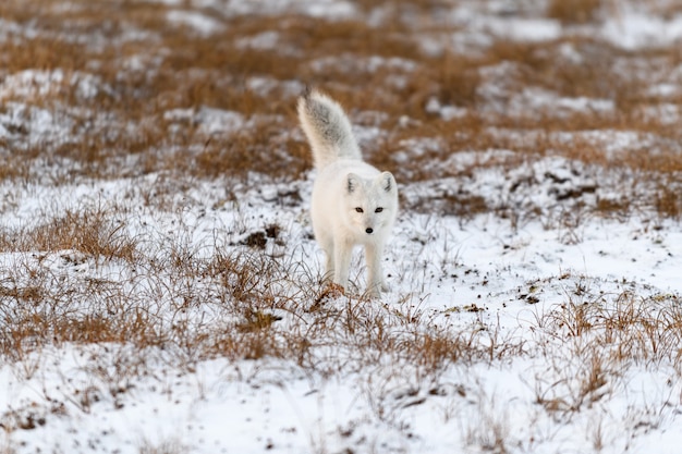 Renard arctique en hiver dans la toundra sibérienne