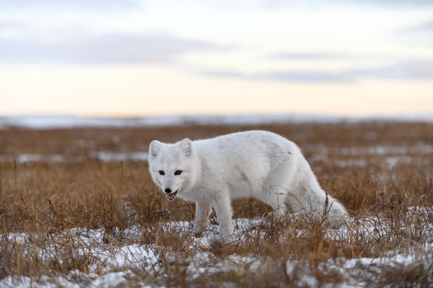 Renard arctique en hiver dans la toundra sibérienne