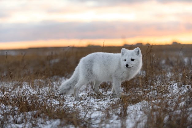 Renard arctique en hiver dans la toundra sibérienne