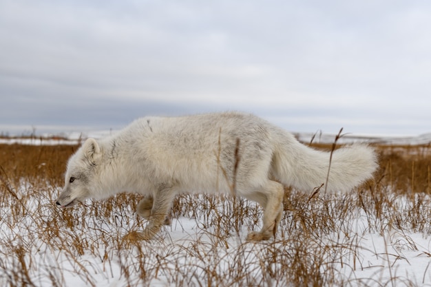 Renard arctique en hiver dans la toundra sibérienne