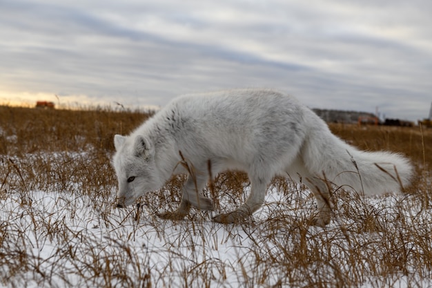 Renard arctique en hiver dans la toundra sibérienne