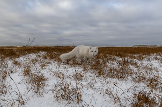 Renard arctique en hiver dans la toundra sibérienne