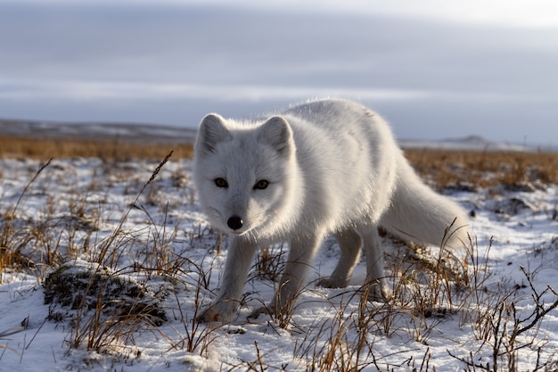 Renard arctique en hiver dans la toundra sibérienne