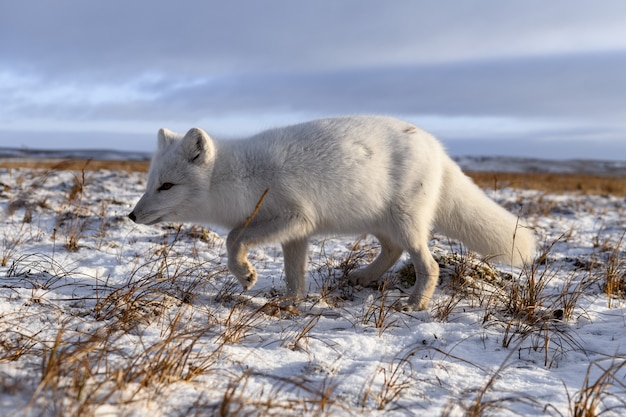 Renard arctique en hiver dans la toundra sibérienne