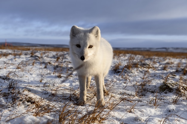 Renard arctique en hiver dans la toundra sibérienne