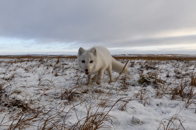 Renard arctique en hiver dans la toundra sibérienne