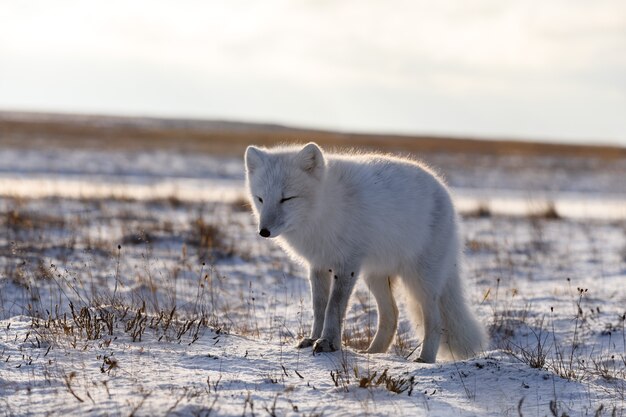 Renard arctique en hiver dans la toundra sibérienne