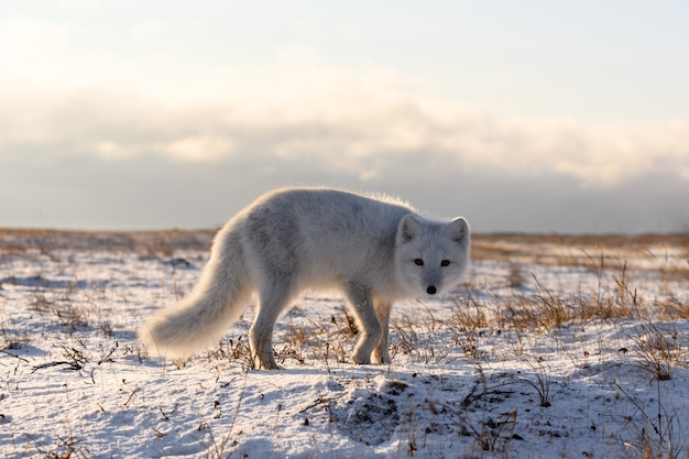 Renard arctique en hiver dans la toundra sibérienne