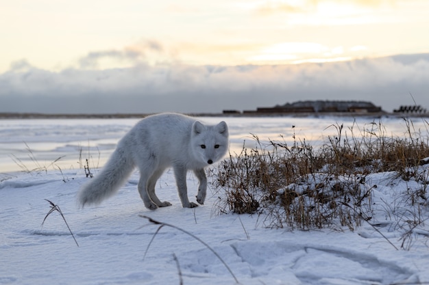 Renard arctique en hiver dans la toundra sibérienne