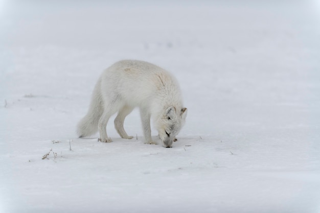 Renard arctique en hiver dans la toundra sibérienne