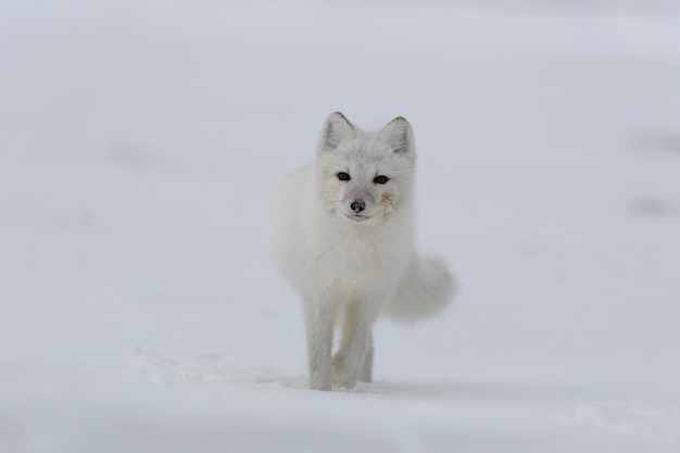 Renard arctique en hiver dans la toundra sibérienne