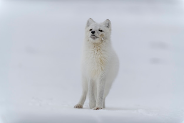 Renard arctique en hiver dans la toundra sibérienne