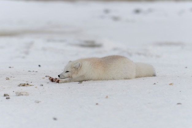 Renard arctique en hiver dans la toundra sibérienne