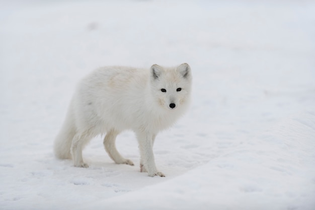 Renard arctique en hiver dans la toundra sibérienne