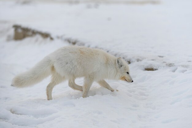 Renard arctique en hiver dans la toundra sibérienne