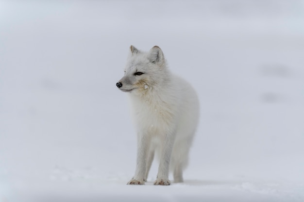 Photo renard arctique en hiver dans la toundra sibérienne