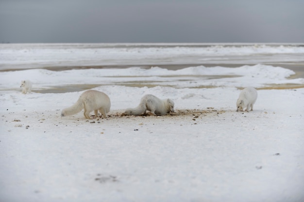 Renard arctique sauvage creusant la neige sur la plage Renard arctique blanc à la recherche de nourriture dans la toundra