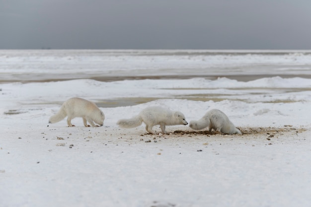 Renard arctique sauvage creusant la neige sur la plage Renard arctique blanc à la recherche de nourriture dans la toundra