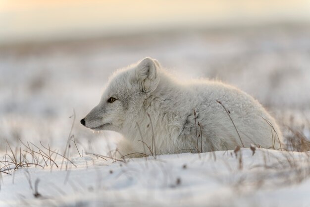 Photo renard arctique sauvage dans la toundra. renard arctique couché. dormir dans la toundra.