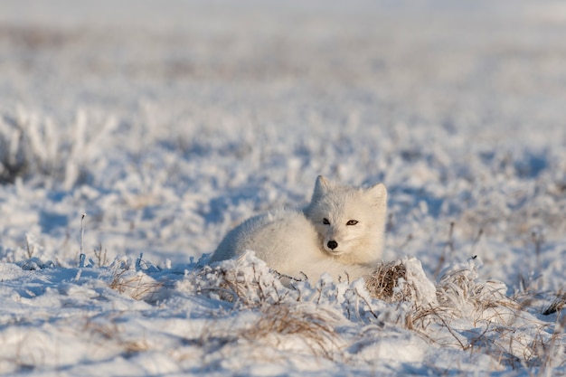 Renard arctique sauvage dans la toundra. Renard arctique couché. Dormir dans la toundra.