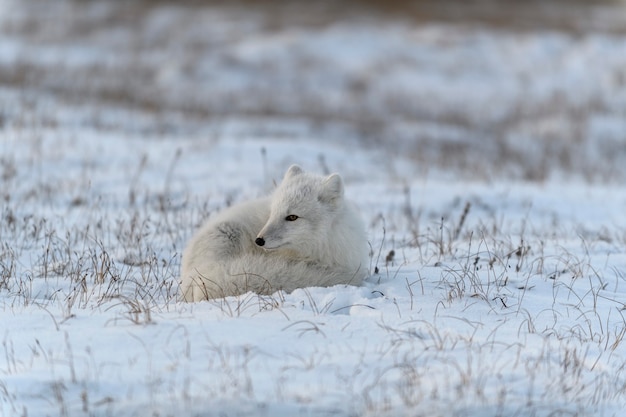 Renard arctique sauvage dans la toundra. Renard arctique couché. Dormir dans la toundra.