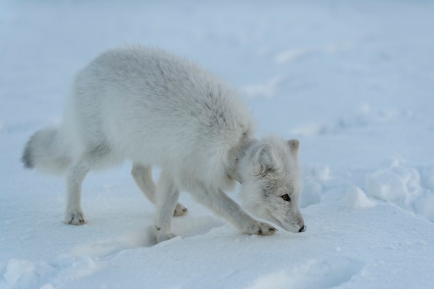 Renard arctique sauvage avec du plastique sur le cou dans la toundra hivernale Problème écologique Pollution plastique