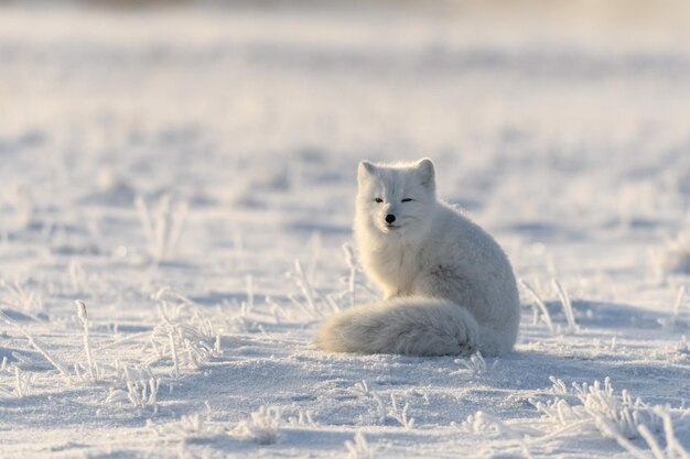 Renard arctique sauvage Vulpes Lagopus dans la toundra en hiver Renard arctique blanc assis