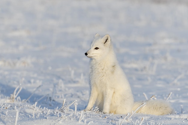 Renard arctique sauvage Vulpes Lagopus dans la toundra en hiver Renard arctique blanc assis