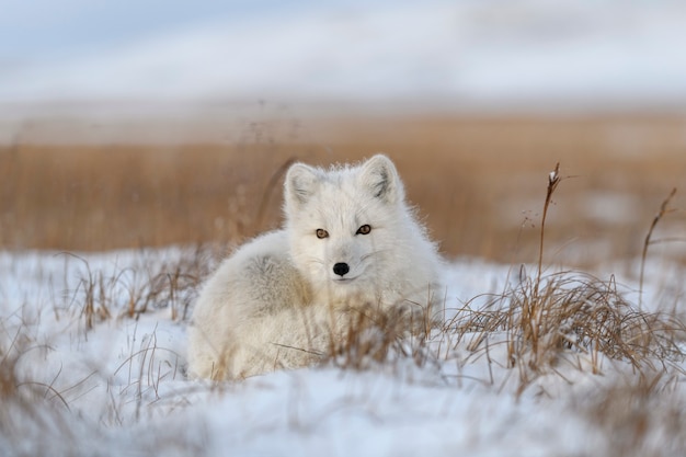 Renard arctique sauvage (Vulpes lagopus) dans la toundra en hiver. Renard arctique blanc couché.