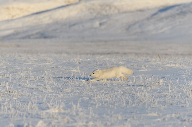 Le renard arctique sauvage (Vulpes Lagopus) dans la toundra en hiver. Renard arctique blanc en cours d'exécution.