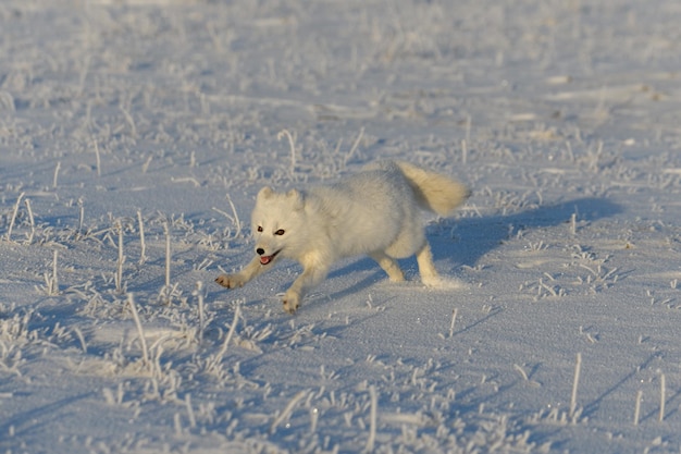 Renard arctique sauvage Vulpes Lagopus dans la toundra en hiver Renard arctique blanc en cours d'exécution