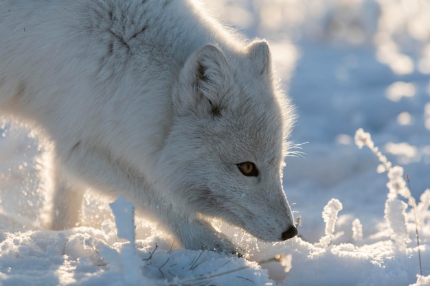 Renard arctique sauvage Vulpes Lagopus dans la toundra en hiver Renard arctique blanc gros plan