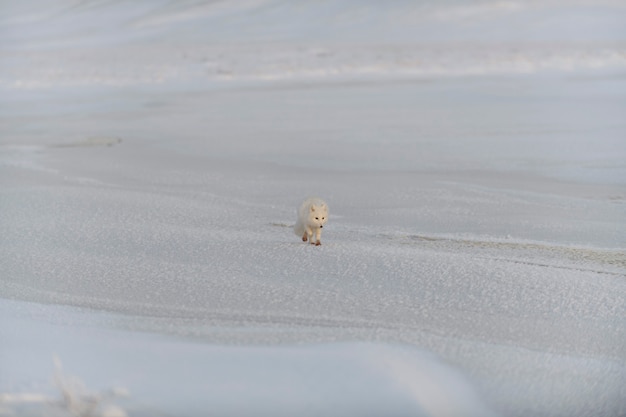 Le renard arctique sauvage (Vulpes Lagopus) dans la toundra en hiver. Renard arctique blanc.