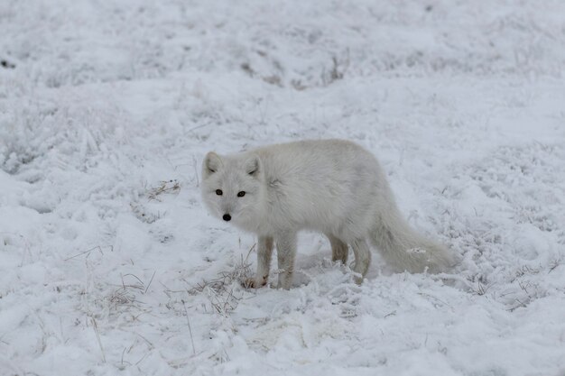 Le renard arctique sauvage (Vulpes Lagopus) dans la toundra en hiver. Renard arctique blanc.