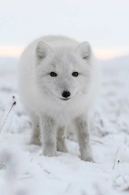 Le renard arctique sauvage (Vulpes Lagopus) dans la toundra en hiver. Renard arctique blanc.