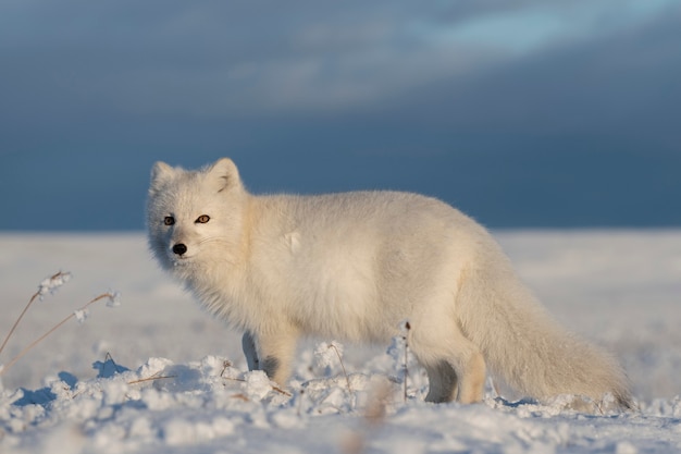 Le renard arctique sauvage (Vulpes Lagopus) dans la toundra en hiver. Renard arctique blanc.