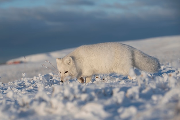 Le renard arctique sauvage (Vulpes Lagopus) dans la toundra en hiver. Renard arctique blanc.