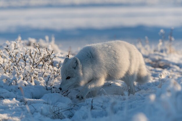 Photo le renard arctique sauvage (vulpes lagopus) dans la toundra en hiver. renard arctique blanc.