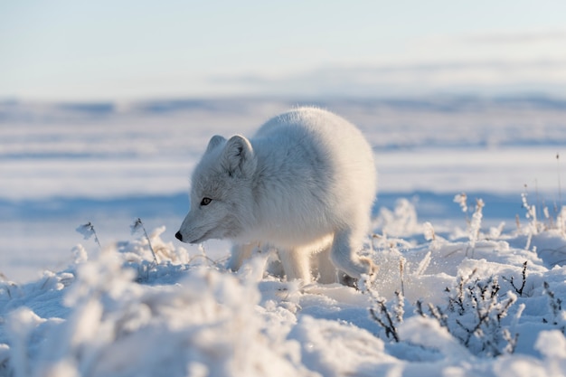 Le renard arctique sauvage (Vulpes Lagopus) dans la toundra en hiver. Renard arctique blanc.