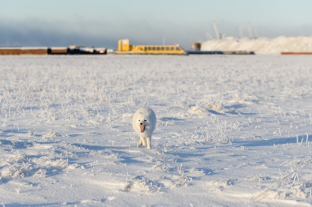 Photo le renard arctique sauvage (vulpes lagopus) dans la toundra en hiver. renard arctique blanc.