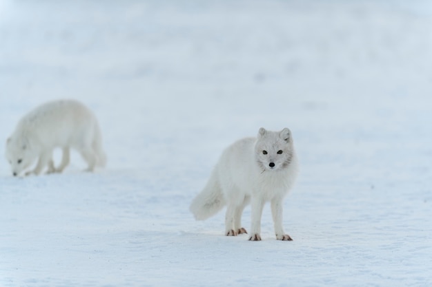 Le renard arctique sauvage (Vulpes Lagopus) dans la toundra en hiver. Renard arctique blanc.