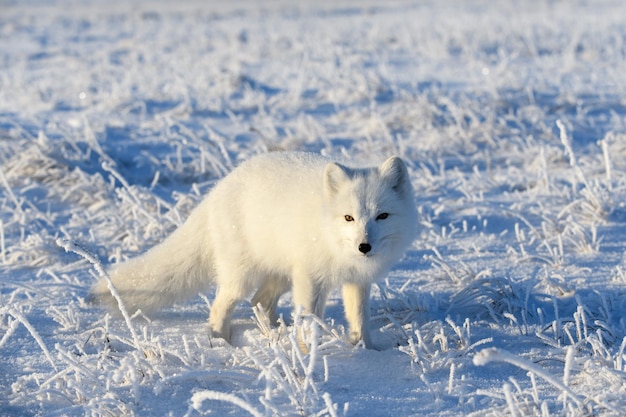 Renard arctique sauvage Vulpes Lagopus dans la toundra en hiver Renard arctique blanc