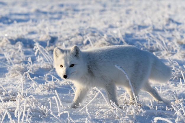 Renard arctique sauvage Vulpes Lagopus dans la toundra en hiver Renard arctique blanc