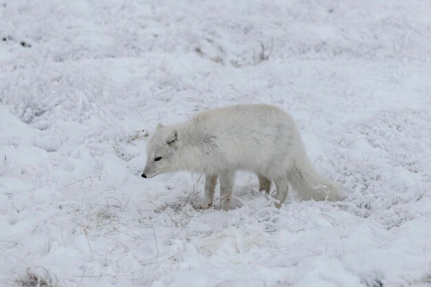 Renard arctique sauvage Vulpes Lagopus dans la toundra en hiver Renard arctique blanc