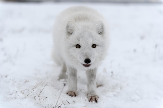 Renard arctique sauvage Vulpes Lagopus dans la toundra en hiver Renard arctique blanc