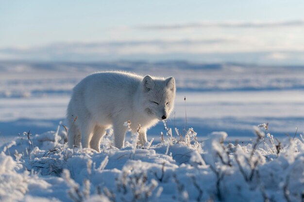 Renard arctique sauvage Vulpes Lagopus dans la toundra en hiver Renard arctique blanc