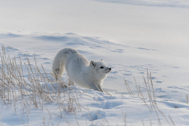 Renard arctique sauvage (Vulpes lagopus) dans la toundra en hiver.